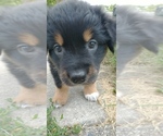 Small Photo #9 Australian Shepherd Puppy For Sale in CHATFIELD, MN, USA