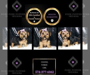 Poodle (Toy) Puppy for sale in WARSAW, IN, USA