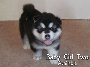 Alaskan Malamute Puppy for sale in ELM MOTT, TX, USA
