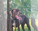 Small Photo #10 Great Dane Puppy For Sale in SALEM, NJ, USA