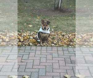 Labrador Retriever-Unknown Mix Dogs for adoption in New York, NY, USA