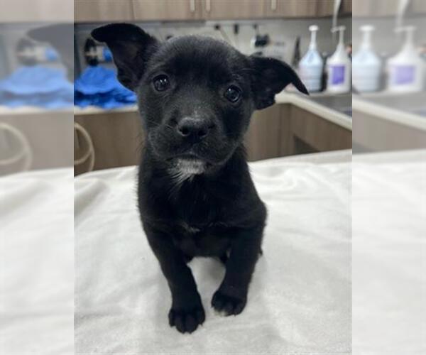 Medium Photo #1 Border Collie-Unknown Mix Puppy For Sale in Baytown, TX, USA