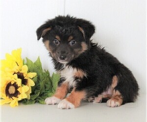 Miniature Australian Shepherd Puppy for sale in FREDERICKSBURG, OH, USA