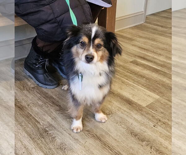 Medium Photo #3 Australian Shepherd-Unknown Mix Puppy For Sale in Silver Spring, MD, USA