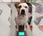 Small American Staffordshire Terrier-Staffordshire Bull Terrier Mix