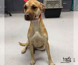 Black Mouth Cur-Labrador Retriever Mix Dogs for adoption in Washington, DC, USA