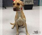 Lu Two - Female Black Mouth Cur-Labrador Retriever Mix Dog for Adoption - Small photo