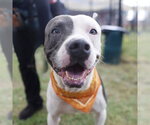 PAOLO - Male American Staffordshire Terrier-Unknown Mix Dog for Adoption - Small photo