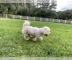 Small Photo #3 Maltipoo Puppy For Sale in LITHIA, FL, USA
