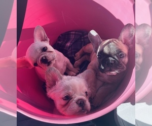 French Bulldog Puppy for Sale in YUCCA VALLEY, California USA