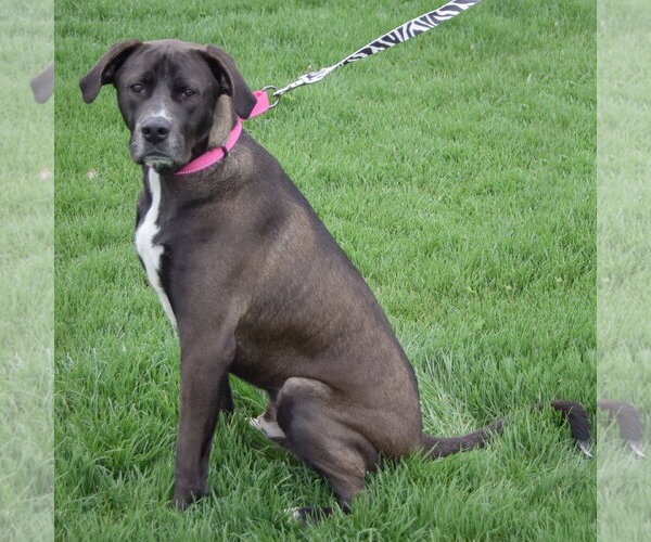 Medium Photo #3 American Bulldog-Labrador Retriever Mix Puppy For Sale in Huntley, IL, USA