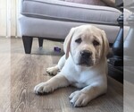 Small Photo #5 Labrador Retriever Puppy For Sale in COARSEGOLD, CA, USA