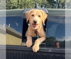Labradoodle Dogs for adoption in Ogden, UT, USA