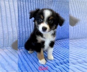 Miniature Australian Shepherd Puppy for Sale in FAIR HAVEN, Michigan USA
