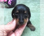 Small #2 Dachshund