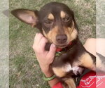 Small #5 Australian Kelpie-Miniature Pinscher Mix