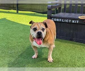 Bulldog-Unknown Mix Dogs for adoption in Orange, CA, USA