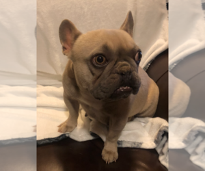 Mother of the French Bulldog puppies born on 12/31/2020