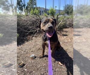 Boxer-Unknown Mix Dogs for adoption in Redlands, CA, USA