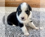 Small #3 Australian Shepherd