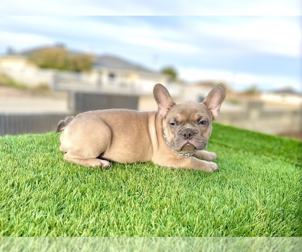 Medium Photo #3 French Bulldog Puppy For Sale in NEWPORT BEACH, CA, USA