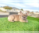 Small #2 French Bulldog