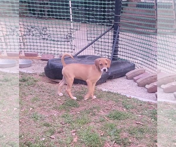 Medium Photo #2 Mutt Puppy For Sale in Holly Springs, NC, USA