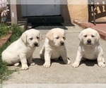 Small Labrador Retriever