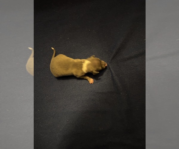 Medium Photo #3 Italian Greyhound Puppy For Sale in STILLWATER, OK, USA