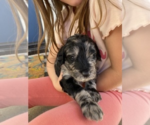 F2 Aussiedoodle-Goldendoodle Mix Puppy for sale in TEMECULA, CA, USA