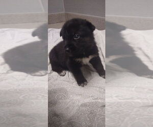 Labrador Retriever-Unknown Mix Dogs for adoption in Las Vegas, NV, USA