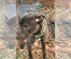 Luke - Male Mutt Dog for Adoption - Photo #4