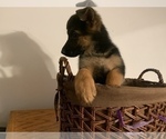 Small Photo #9 German Shepherd Dog Puppy For Sale in BEDFORD, IN, USA