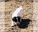 Small Photo #8 German Shorthaired Pointer Puppy For Sale in FLORISSANT, CO, USA