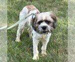 Small #3 Shih Tzu Mix