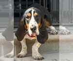 Small #1 Basset Hound