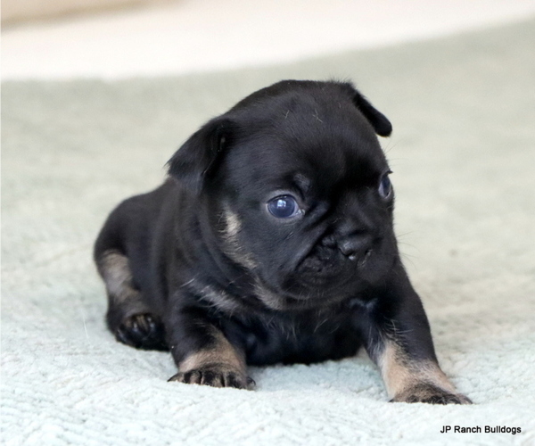 Medium Photo #6 French Bulldog Puppy For Sale in WINNSBORO, TX, USA