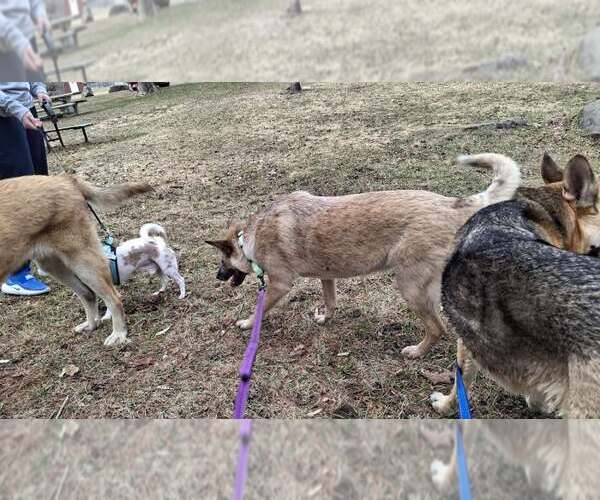 Medium Photo #6 Mutt Puppy For Sale in Sebec, ME, USA