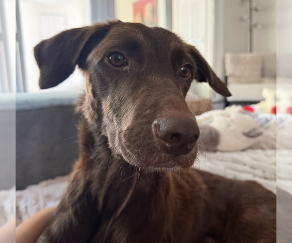 Medium Photo #4 Mutt Puppy For Sale in Brooklyn, NY, USA