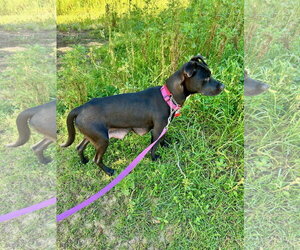Marilynn - Female Labrador Retriever-Unknown Mix Dog for Adoption - Photo #7