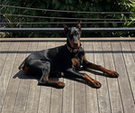 Small Photo #1 Doberman Pinscher Puppy For Sale in PUYALLUP, WA, USA