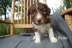 Small Photo #12 Aussiedoodle Puppy For Sale in CATHOLIC POINT, AR, USA