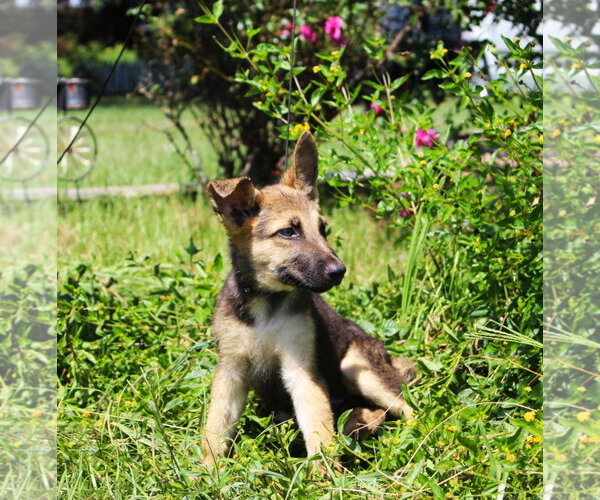 Medium Photo #2 German Shepherd Dog Puppy For Sale in Holly Hill, SC, USA