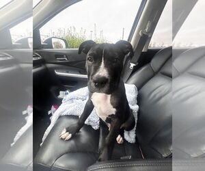 Mutt Dogs for adoption in Holly Springs, NC, USA