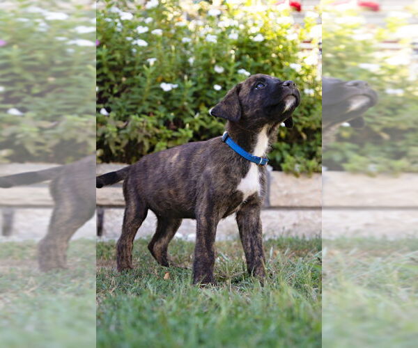 Medium Photo #2 Boxer Puppy For Sale in Dana Point, CA, USA