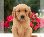 Small #4 Golden Retriever