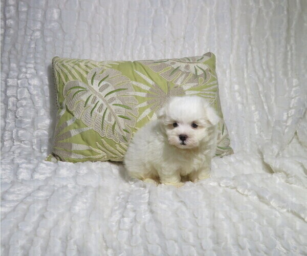 Medium Photo #1 Maltese Puppy For Sale in COOKEVILLE, TN, USA