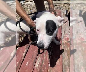 American Pit Bull Terrier-Unknown Mix Dogs for adoption in Corpus Christi, TX, USA
