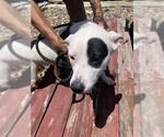 Small American Pit Bull Terrier Mix