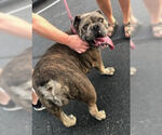 Small #1 Bulldog